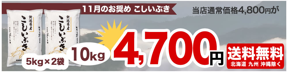 新潟産こしいぶき【お米プラザ新潟】しっかりした食感とお求め易い価格